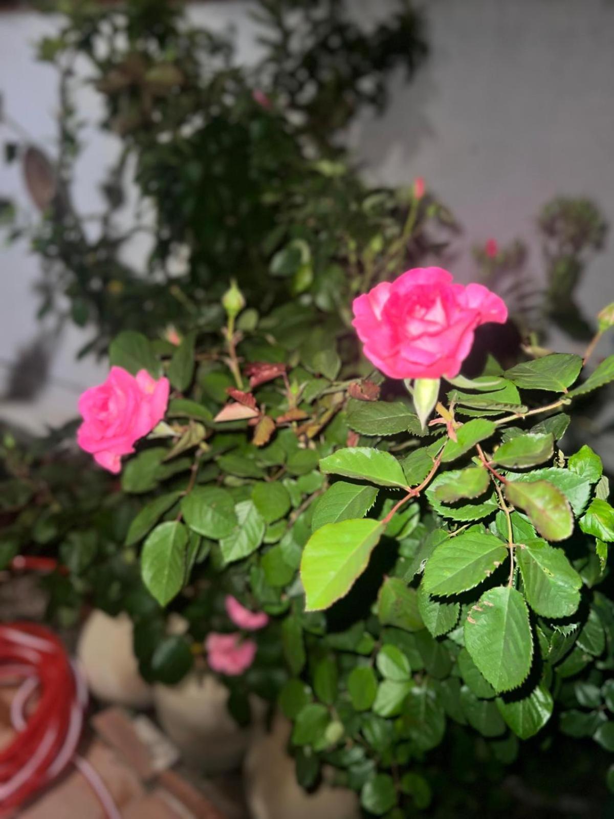 Rosa Dei Venti Guest house *