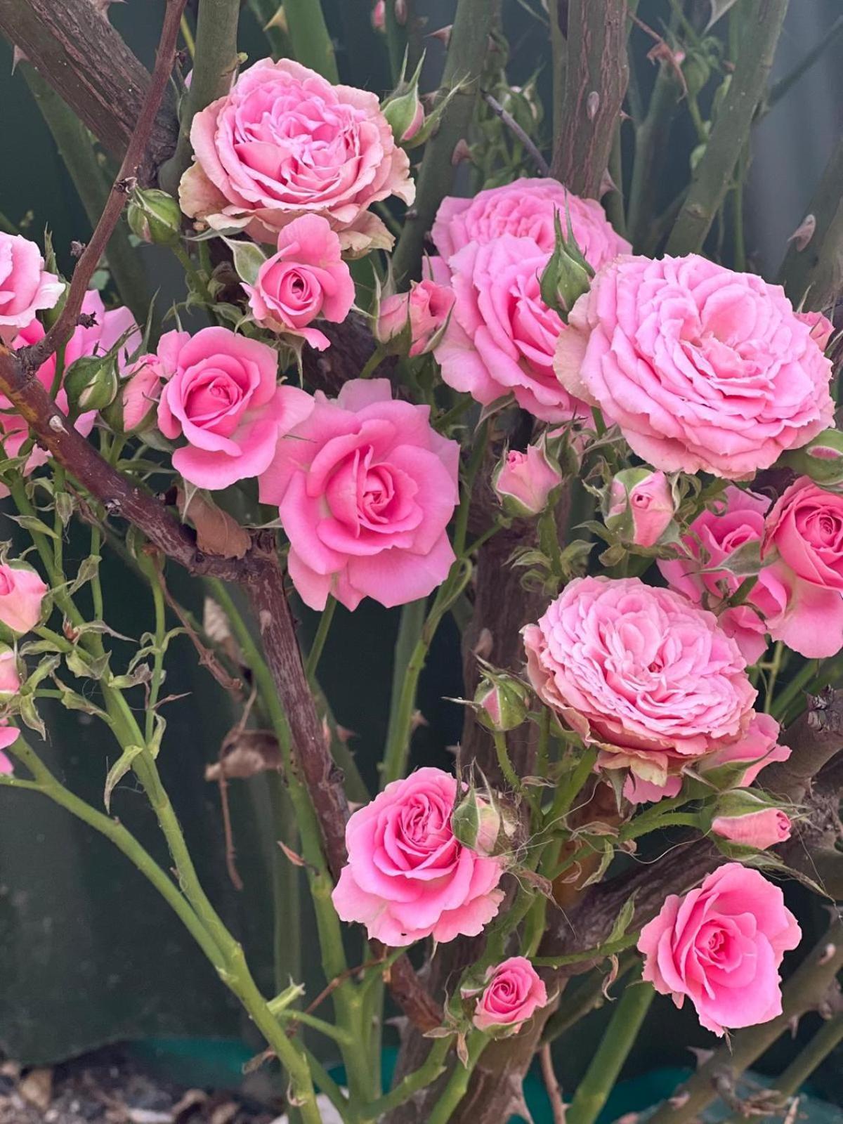 Rosa Dei Venti * Cagliari