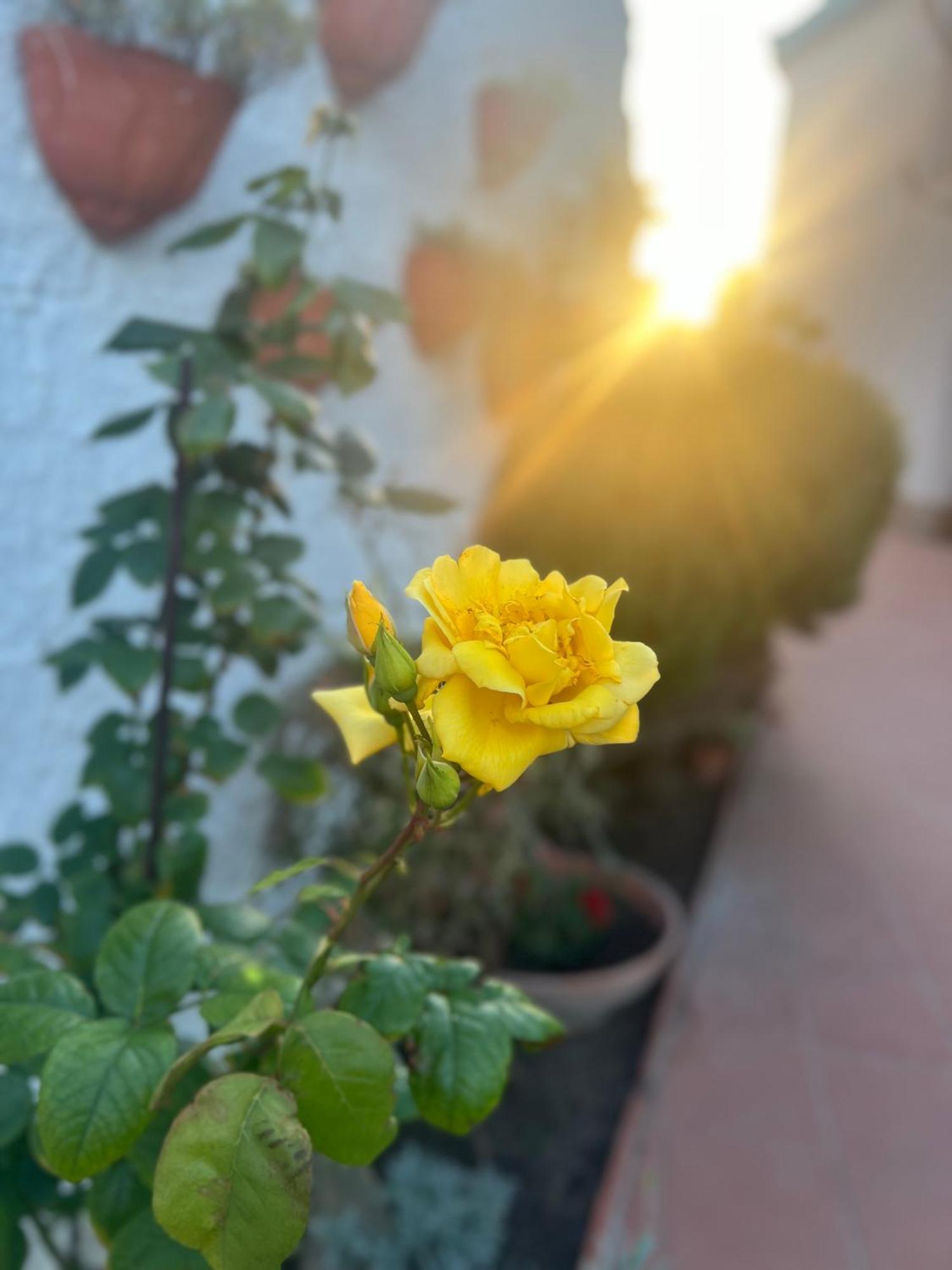 Rosa Dei Venti Cagliari